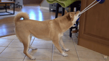 Load image into Gallery viewer, Good Dog™       Tug-of-War